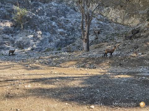Wildpark Ernstbrunn — Foto 10