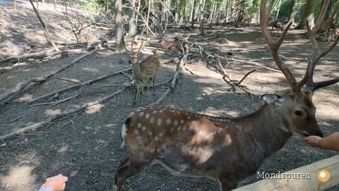 Wildpark Ernstbrunn — Foto 30