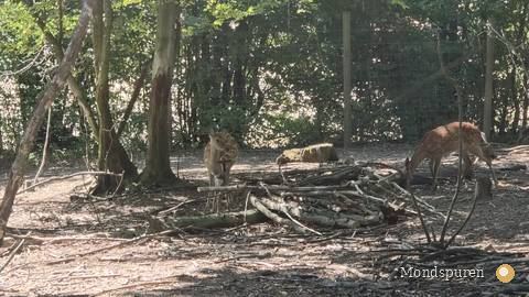 Wildpark Ernstbrunn — Foto 35
