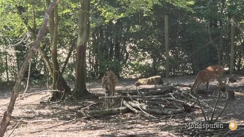 Wildpark Ernstbrunn — Foto 36