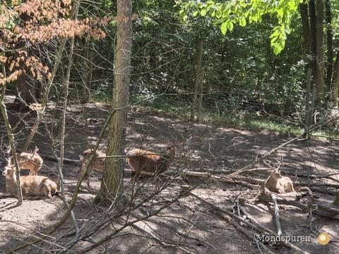 Wildpark Ernstbrunn — Foto 40