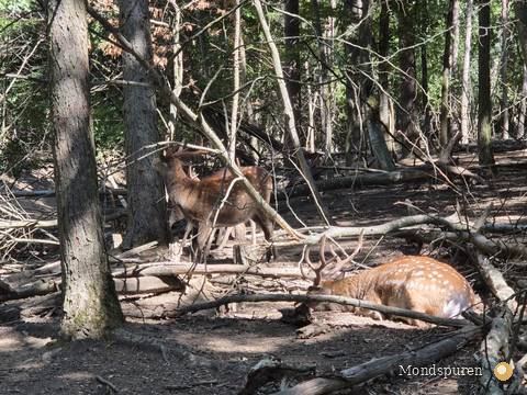 Wildpark Ernstbrunn — Foto 42