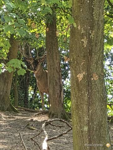 Wildpark Ernstbrunn — Foto 67