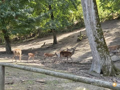 Wildpark Ernstbrunn — Foto 70