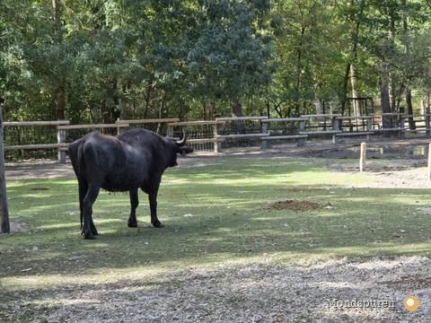 Steppentierpark Pamhagen — Foto 90